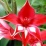 Gladiolus cardinalis.jpg